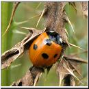 Coccinella septempunctata - Siebenpunkt 12.jpg